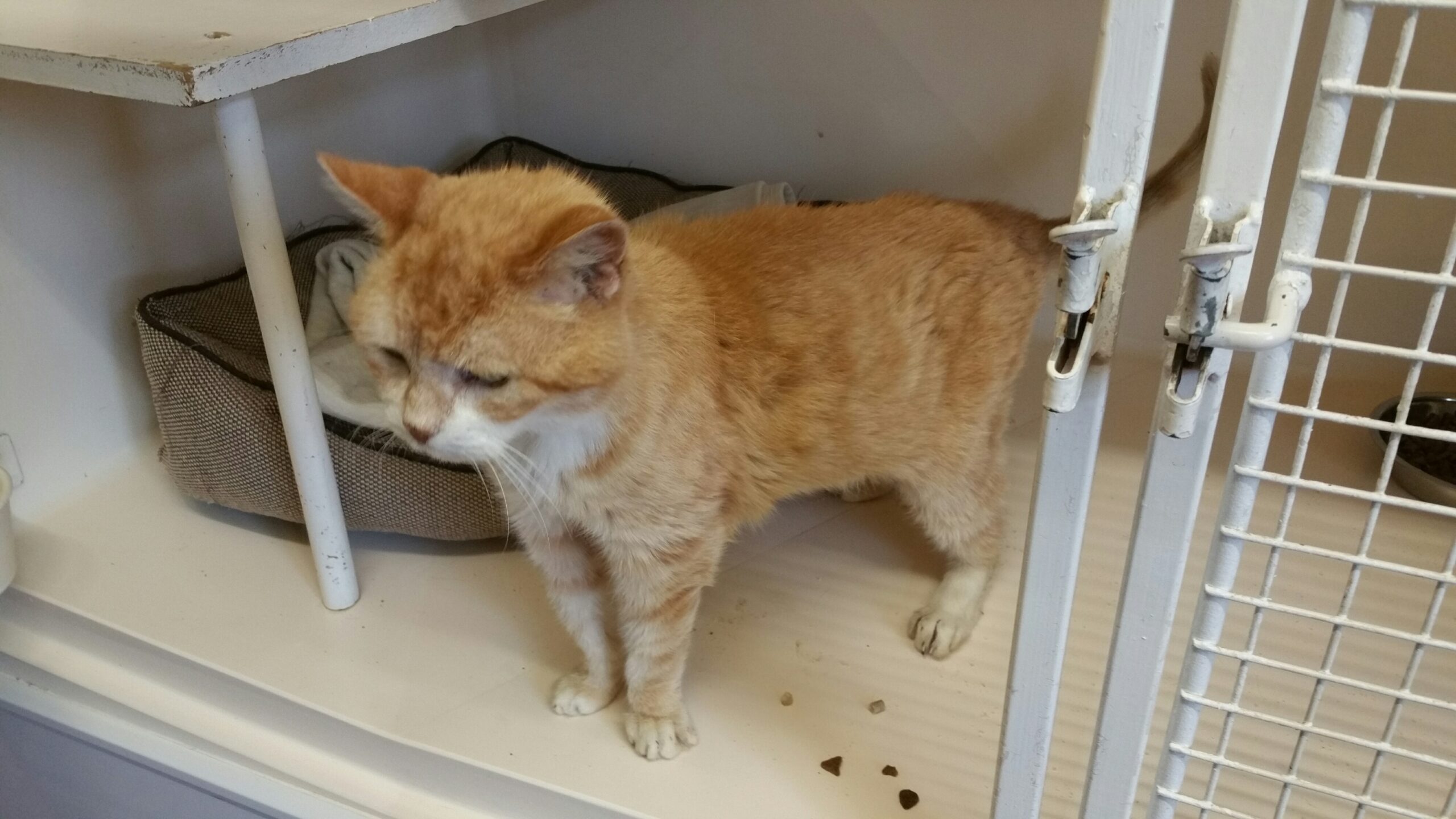 Marmalade Heatons Cats